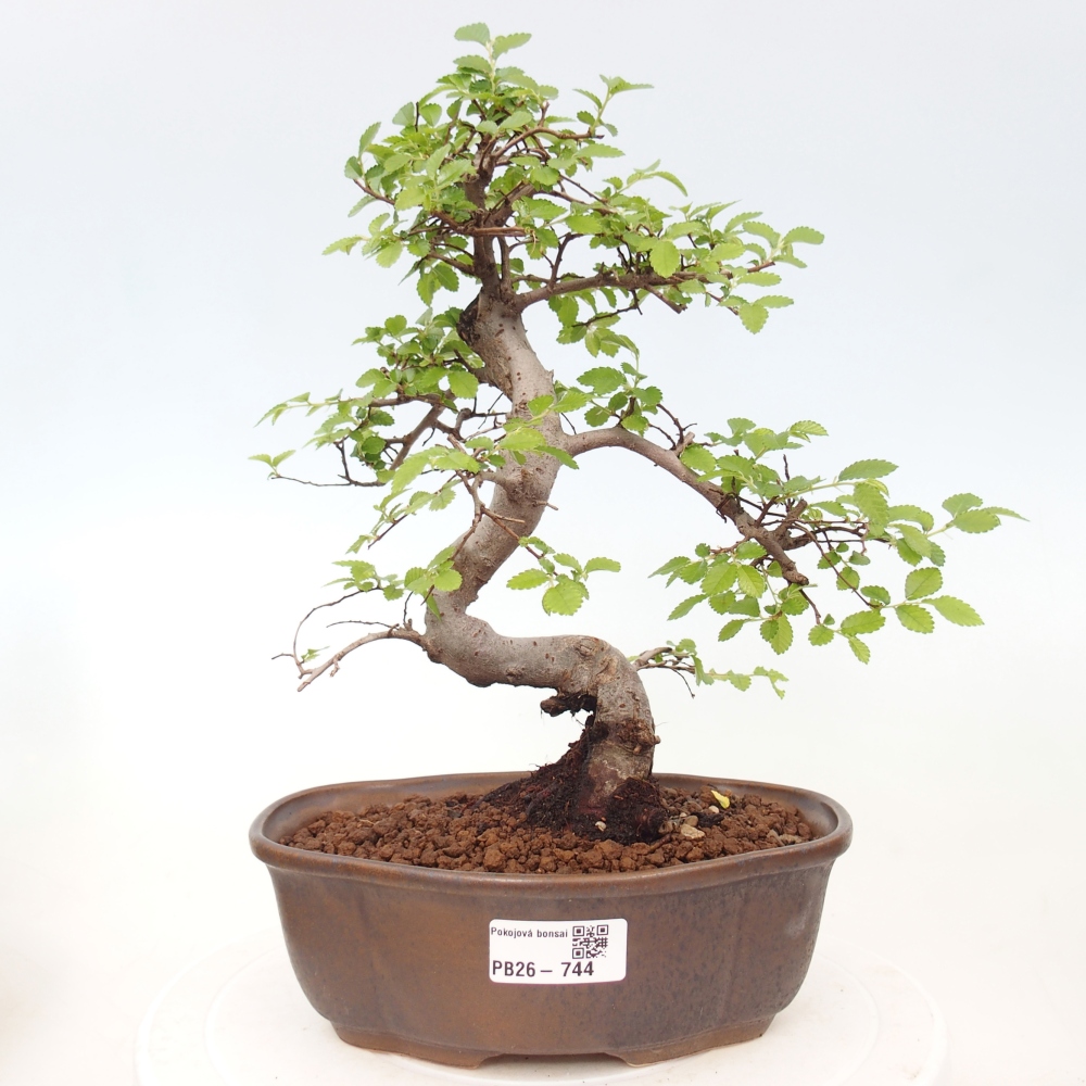 Szobai bonsai - Ulmus parvifolia - Kislevelű szilfa