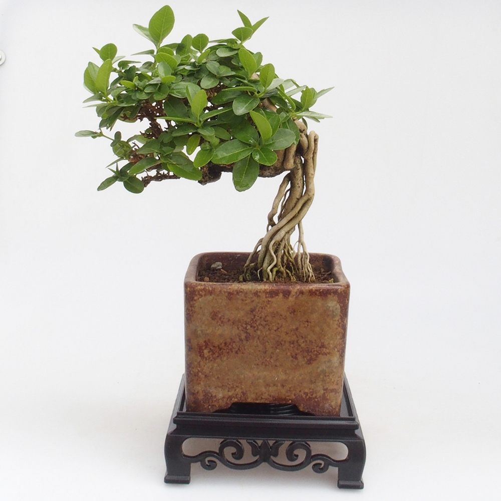 Bonsai asztal műanyag szögletes 12,5 x 12,5 x 4 cm, fekete színben