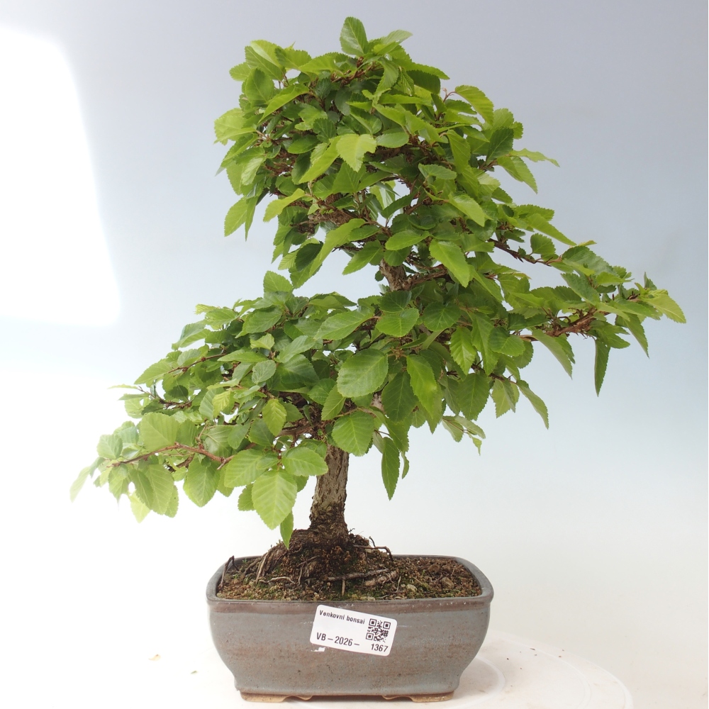 Kültéri bonsai -Carpinus CARPINOIDES - Koreai gyertyánfa