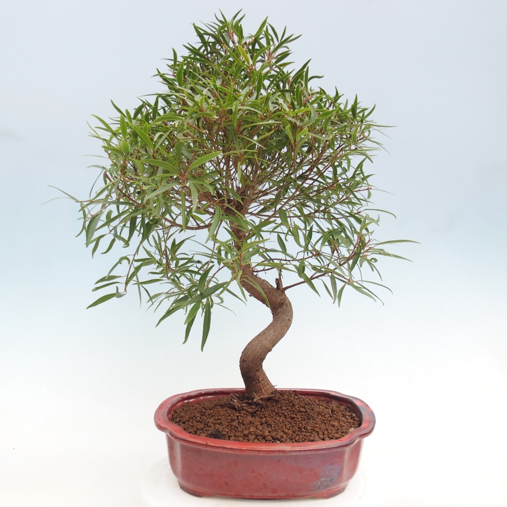 Szobai bonsai - Ficus nerifolia - kislevelű fikusz