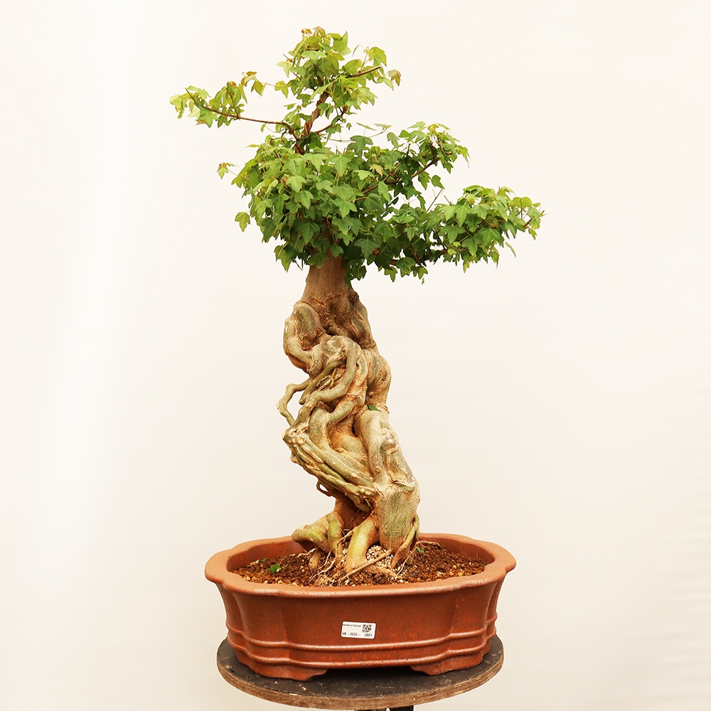 Kültéri bonsai - Juhar Burger - Acer Burgerianum