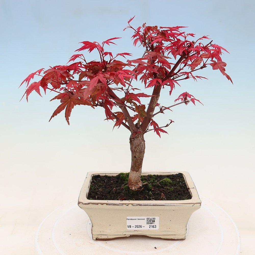 Kültéri bonsai - Acer palmatum DESHOJO