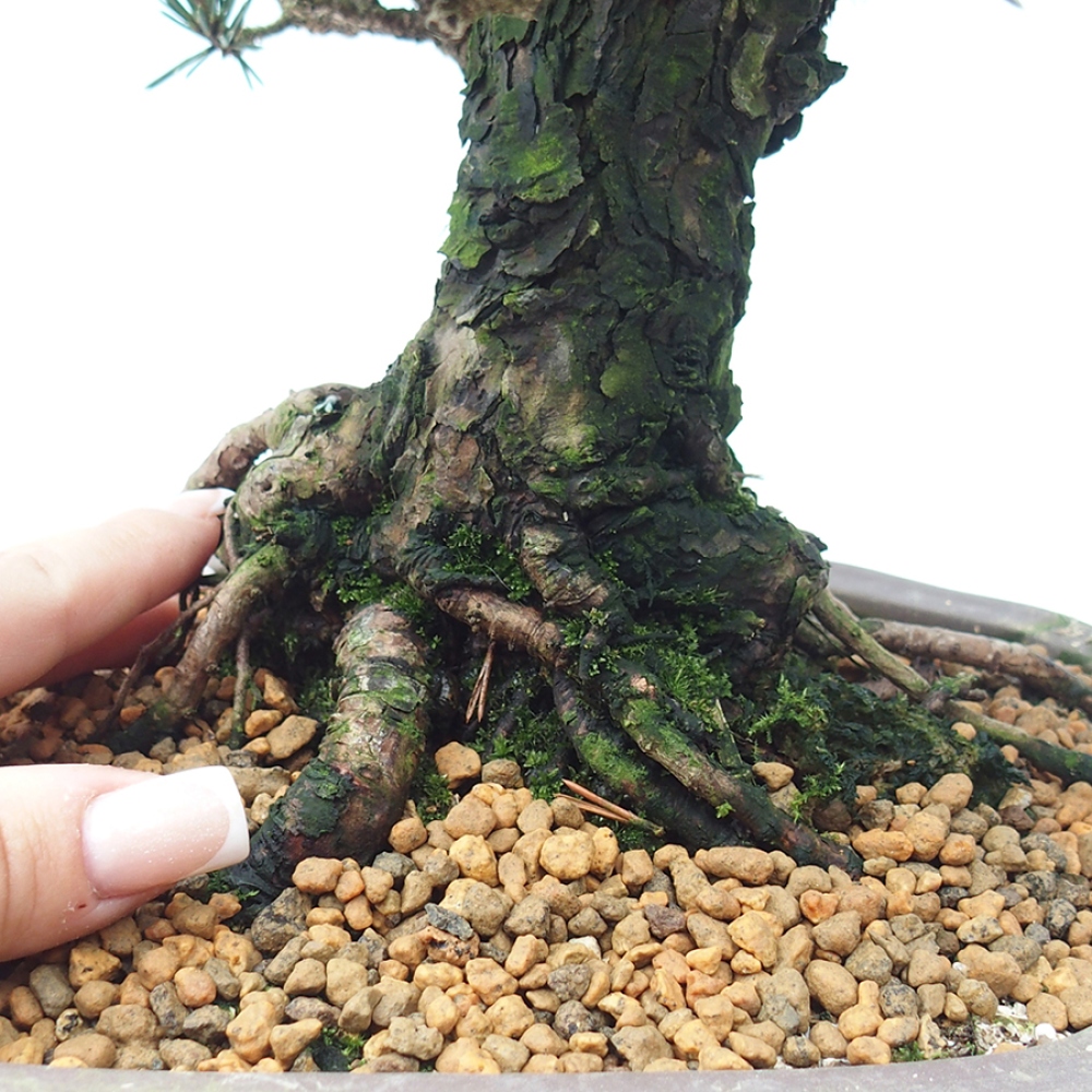 Kültéri bonsai - Pinus thunbergii Kotobuki - Thunberg fenyő