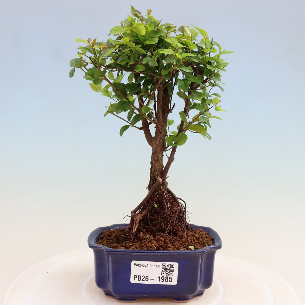 Szobai bonsai - Sageretia thea - Sageretia thea