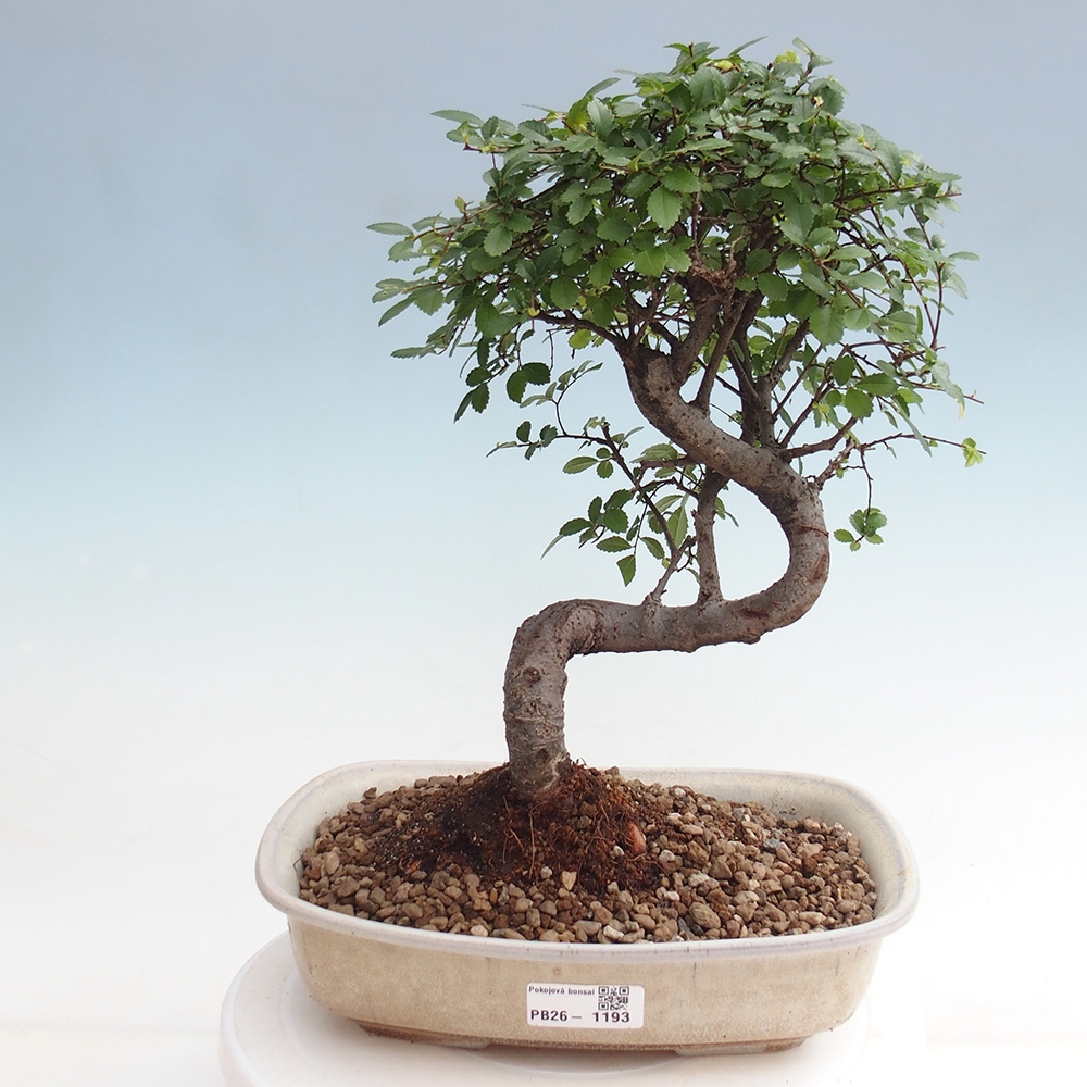 Szobai bonsai - Ulmus parvifolia - Kislevelű szilfa