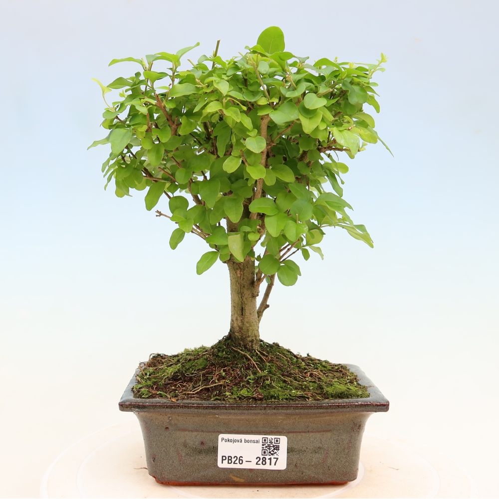 Szobai bonsai -Ligustrum chinensis - Madárcsőr