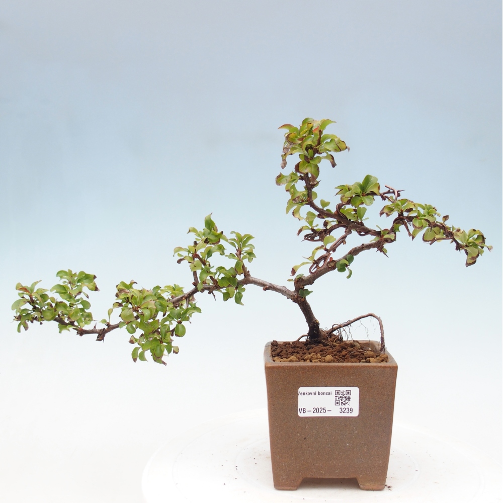 Kültéri bonsai - Chaneomeles s. Red Joy - birs