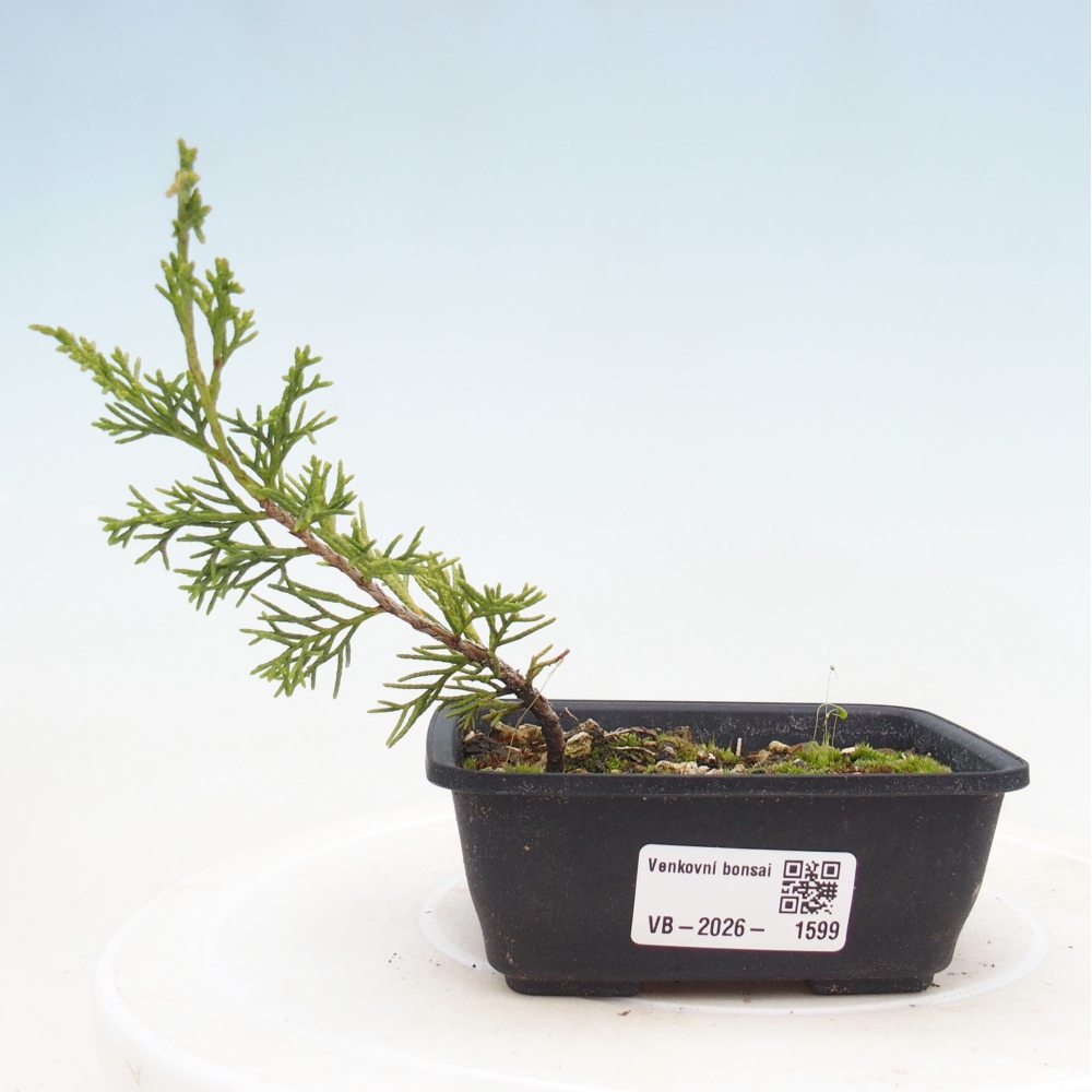 Kültéri bonsai - Juniperus chinensis Itoigawa