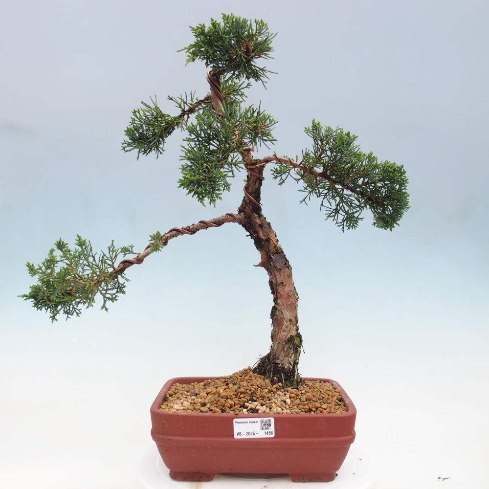 Kültéri bonsai - Juniperus chinensis Kishu