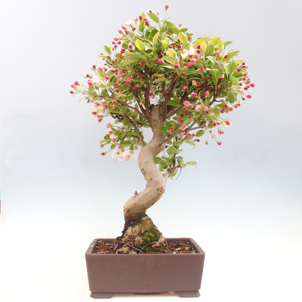 Kültéri bonsai -Malus halliana - Kis gyümölcsű almafa