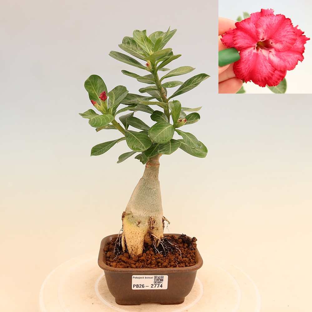 Szobabonsai – Adenium obesum, V.F.S.326-os oltvány – Sivatagi rózsa