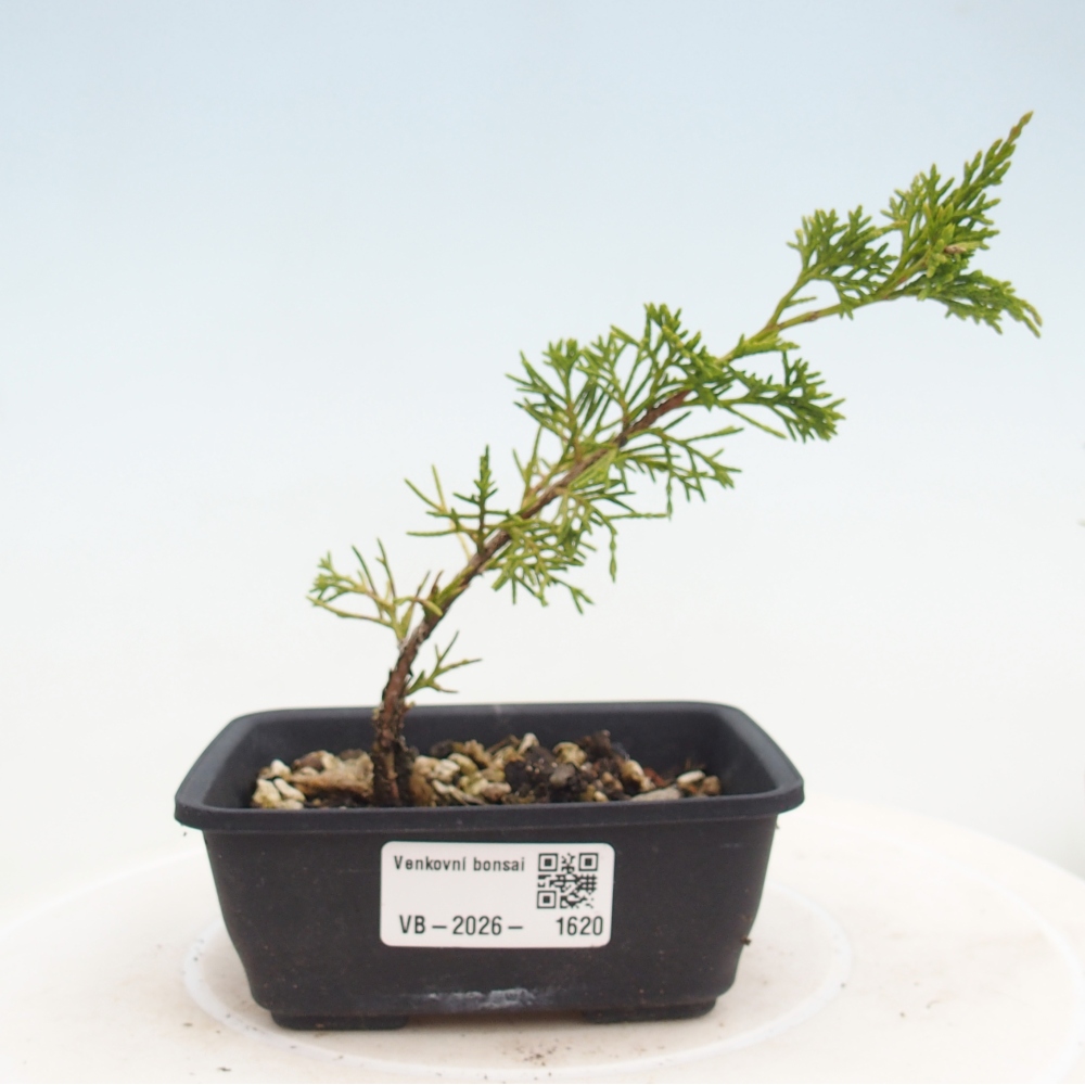 Kültéri bonsai - Juniperus chinensis Itoigawa