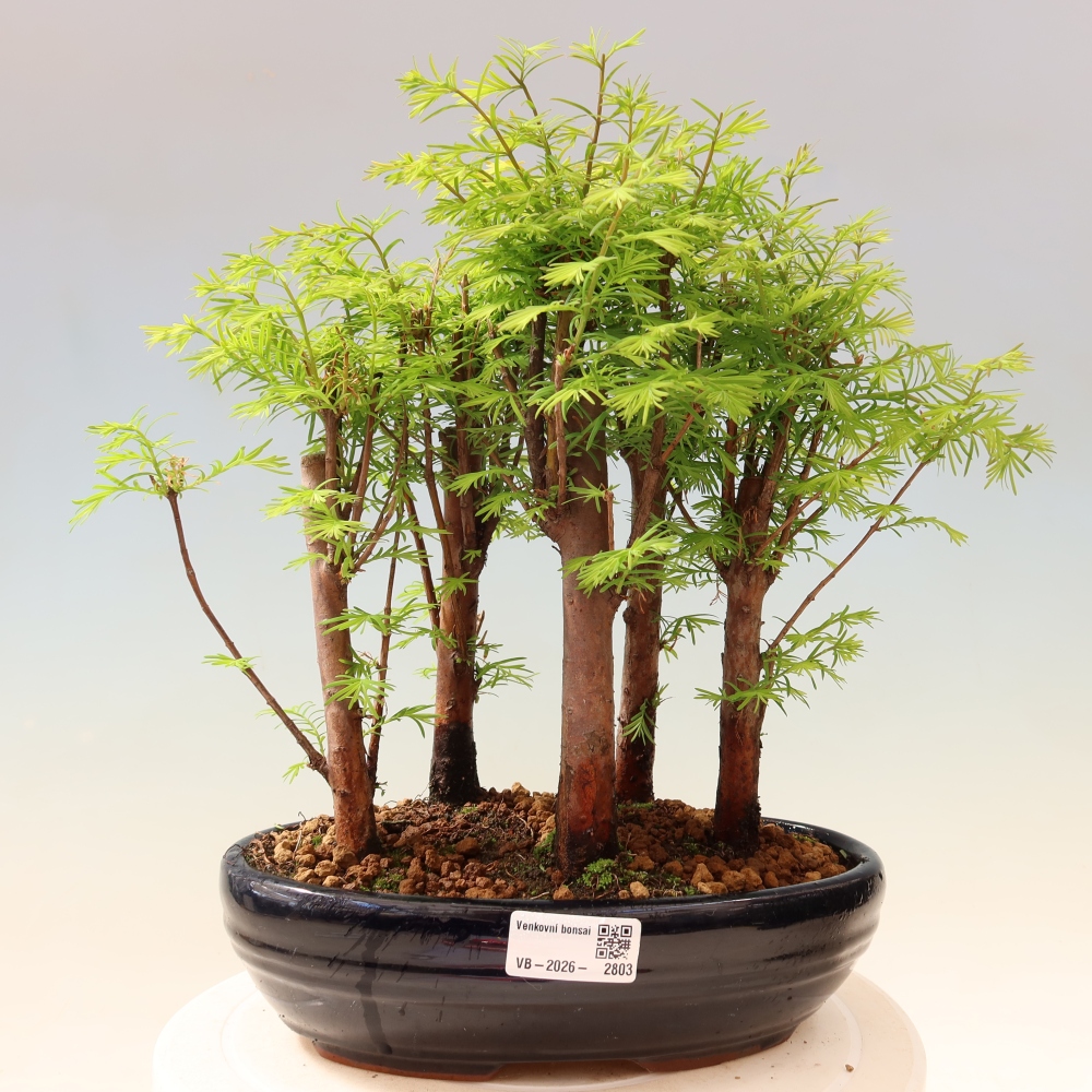 Kültéri bonsai – Metasequoia glyptostroboides – kínai metasequoia – kis erdő