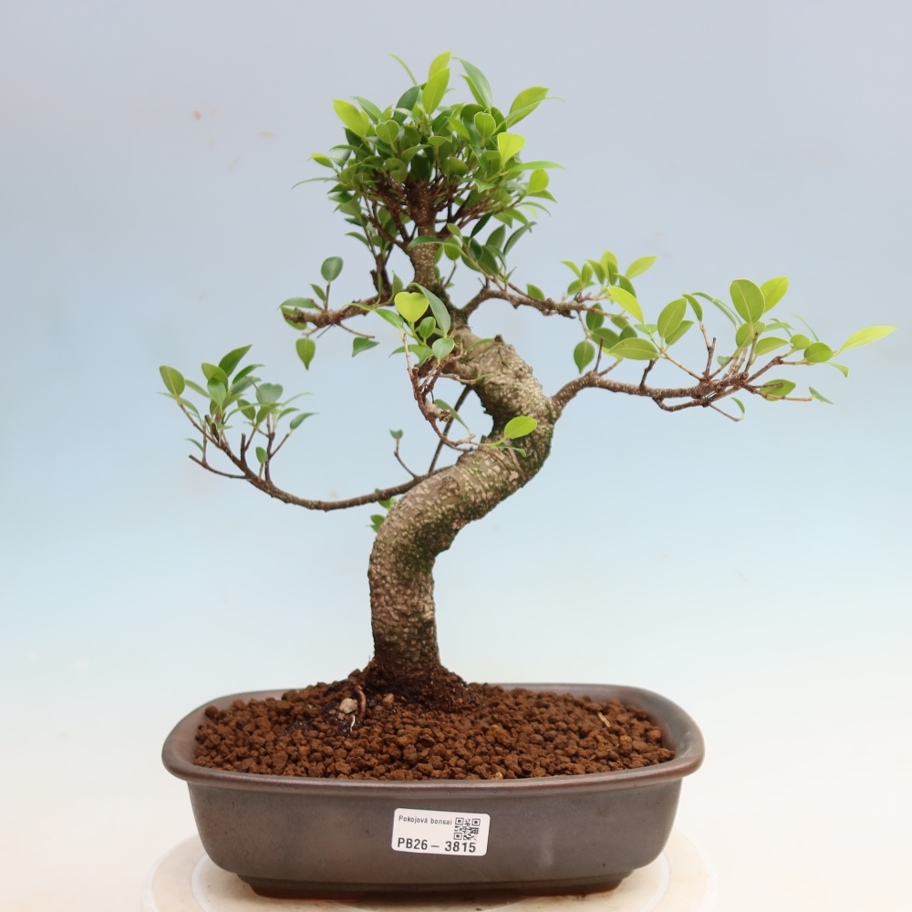 Szobai bonsai - Ficus kimmen - kislevelű fikusz