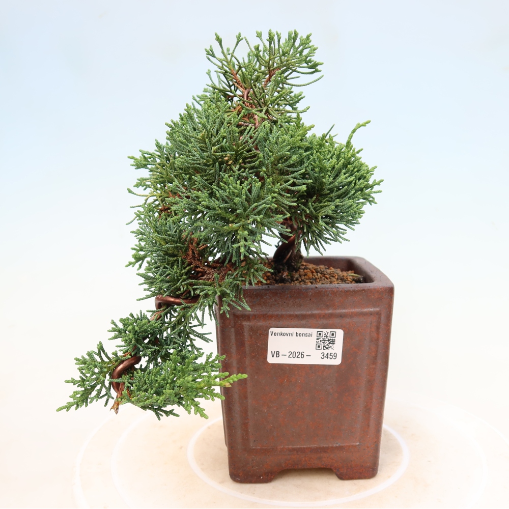 Kültéri bonsai - Juniperus chinensis Kishu