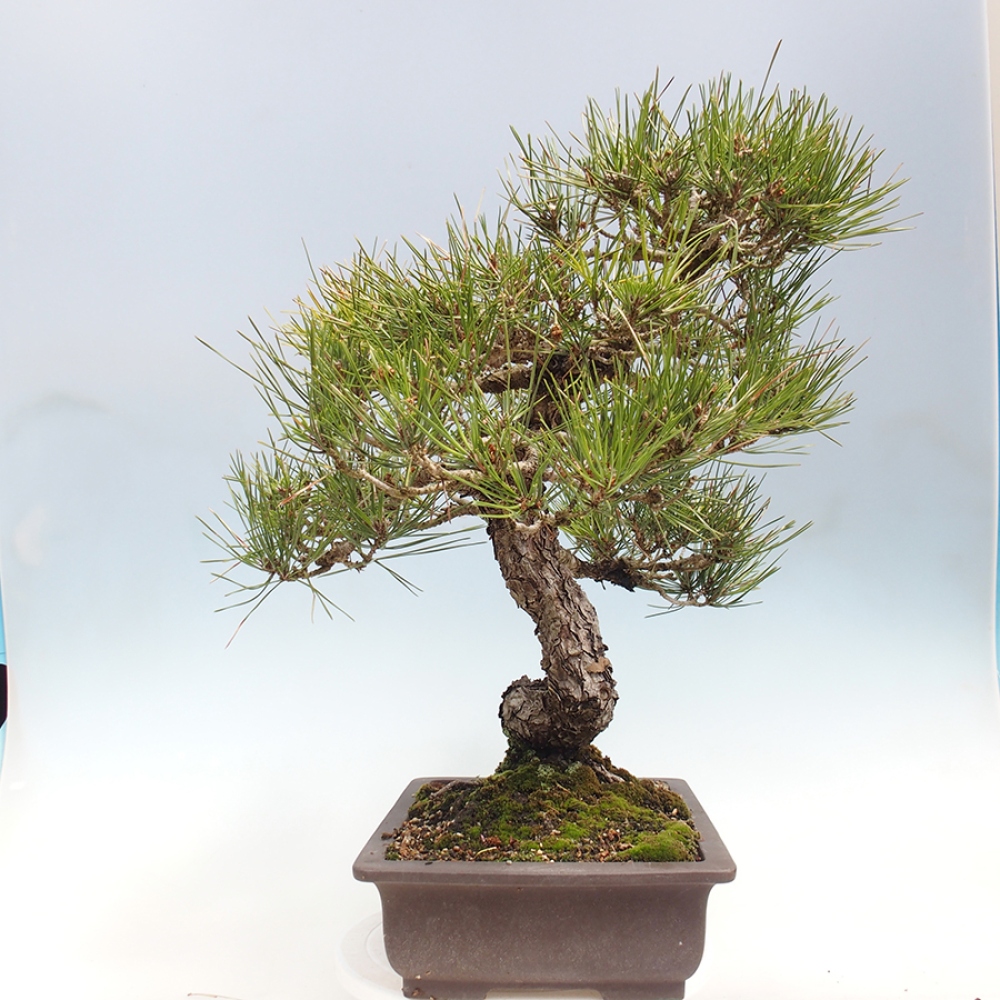 Kültéri bonsai - Pinus thunbergii - Thunberg fenyő