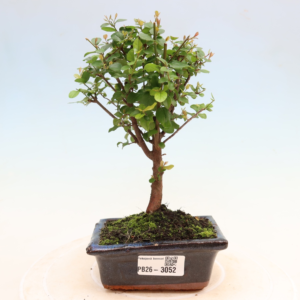 Szobai bonsai - Sageretia thea - Sageretia thea