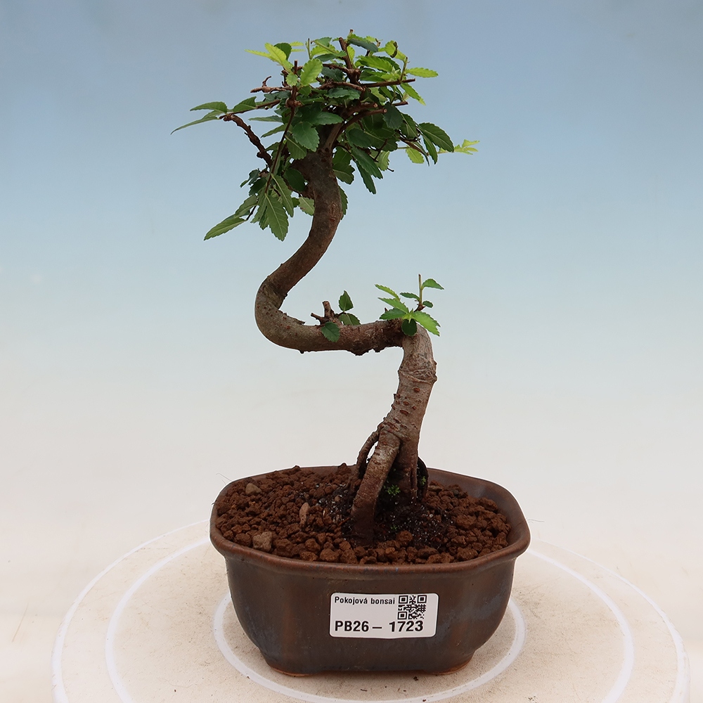 Szobai bonsai - Ulmus parvifolia - Kislevelű szilfa