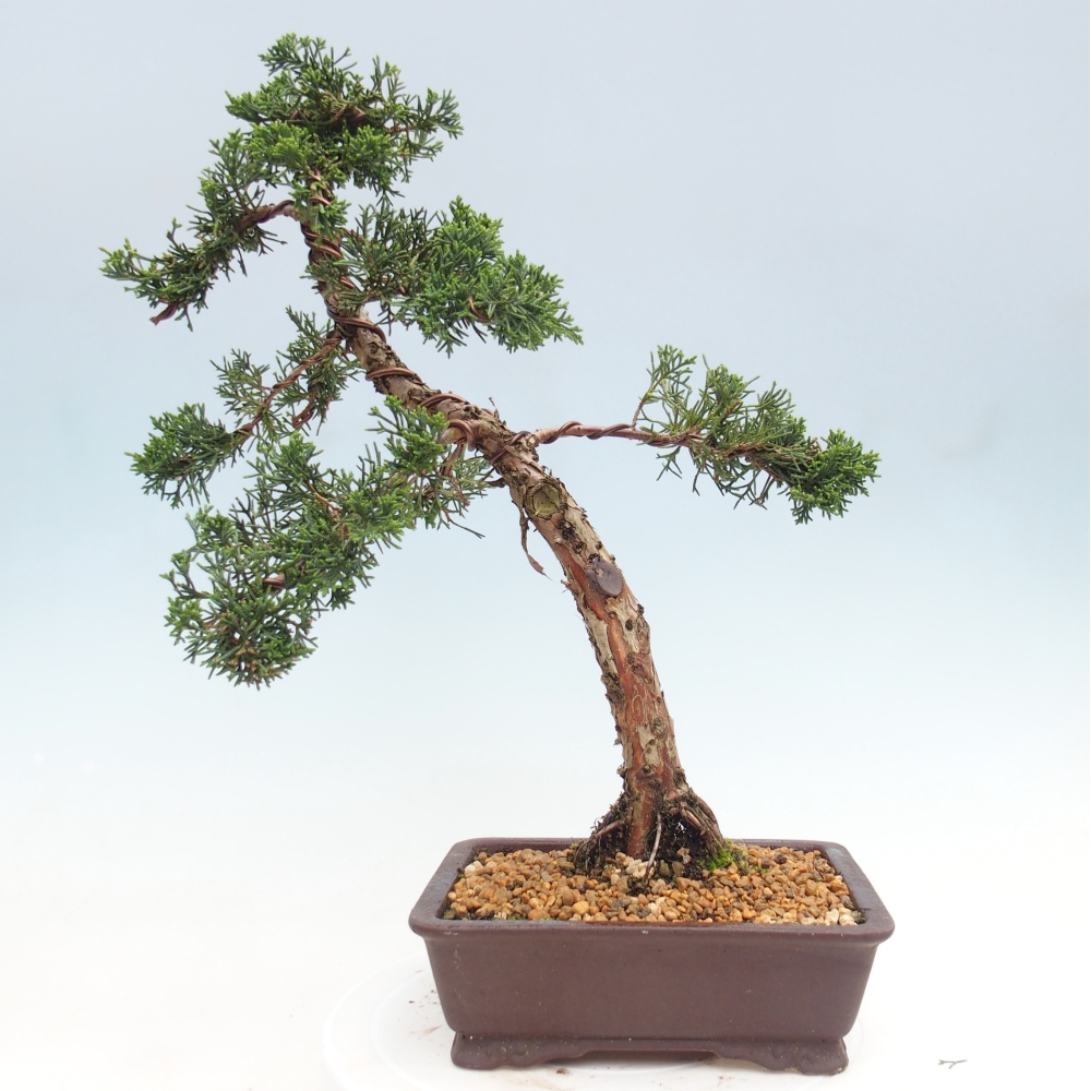 Kültéri bonsai - Juniperus chinensis Kishu
