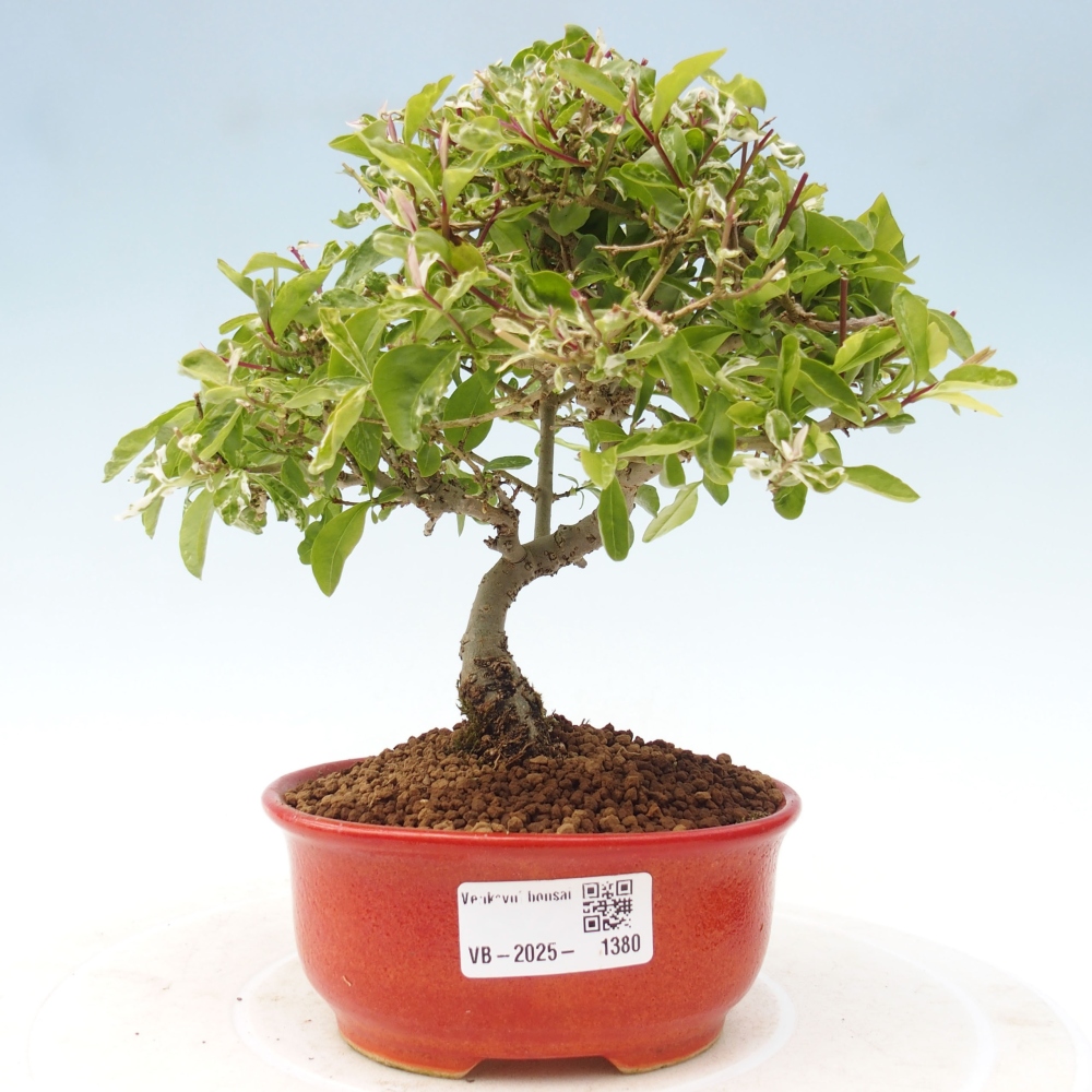 Kültéri bonsai - Ligustrum obtusifolium