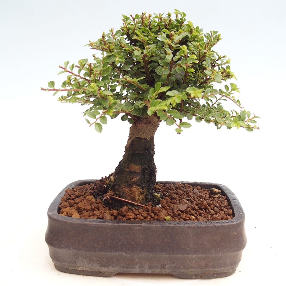 Kültéri bonsai - Ulmus parvifolia Hokkaido - Kínai szil - Ulmus parvifolia Hokkaido
