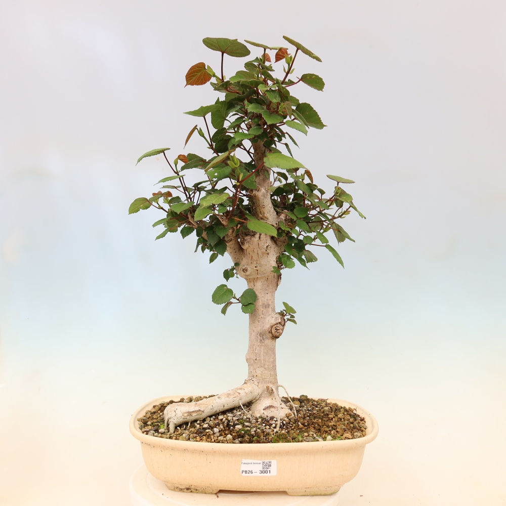 Beltéri bonsai - Hibiscus tiliaceus - tengeri hibiszkusz