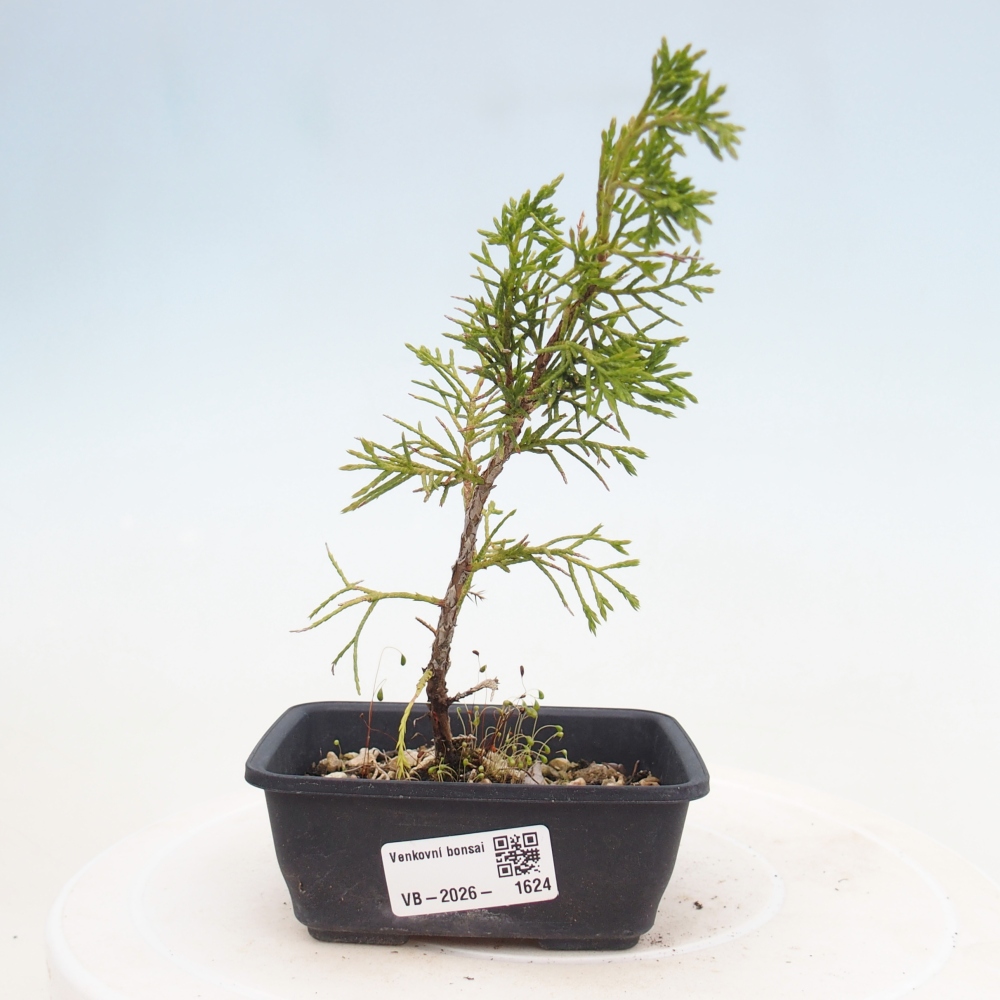 Kültéri bonsai - Juniperus chinensis Itoigawa