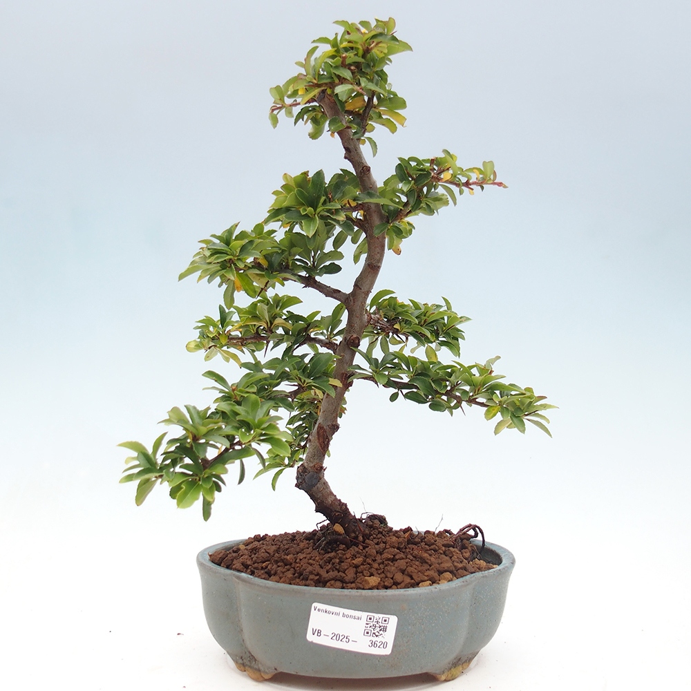 Kültéri bonsai-Pyracantha Teton - Hlox