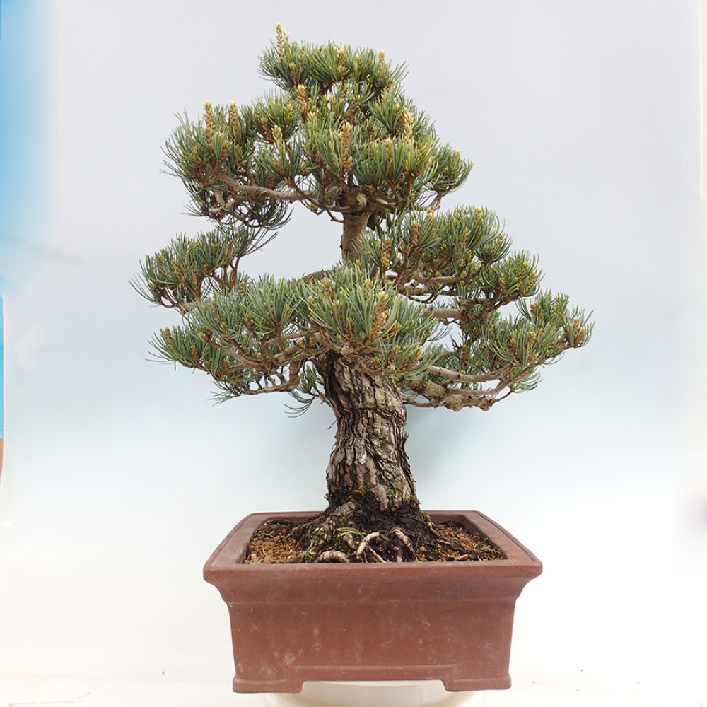 Kültéri bonsai - Pinus parviflora - Pinus parviflora