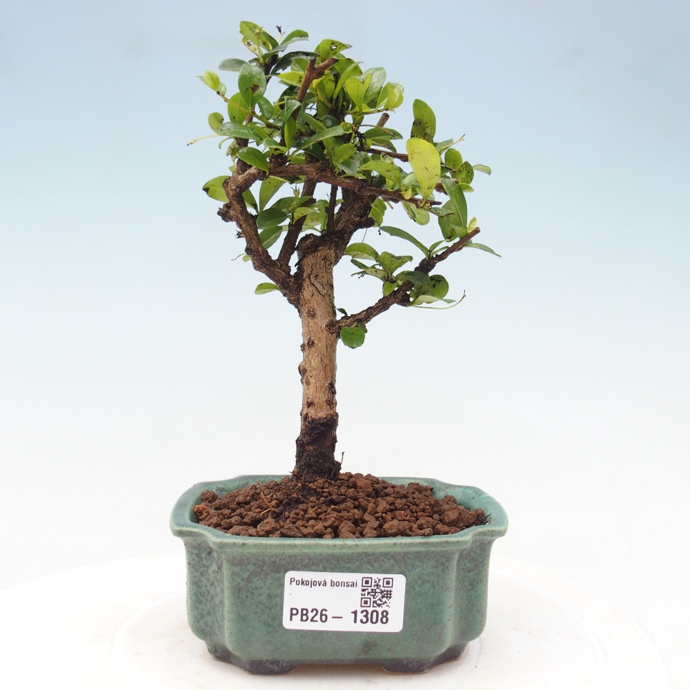 Szobai bonsai - Carmona macrophylla - Tea fuki
