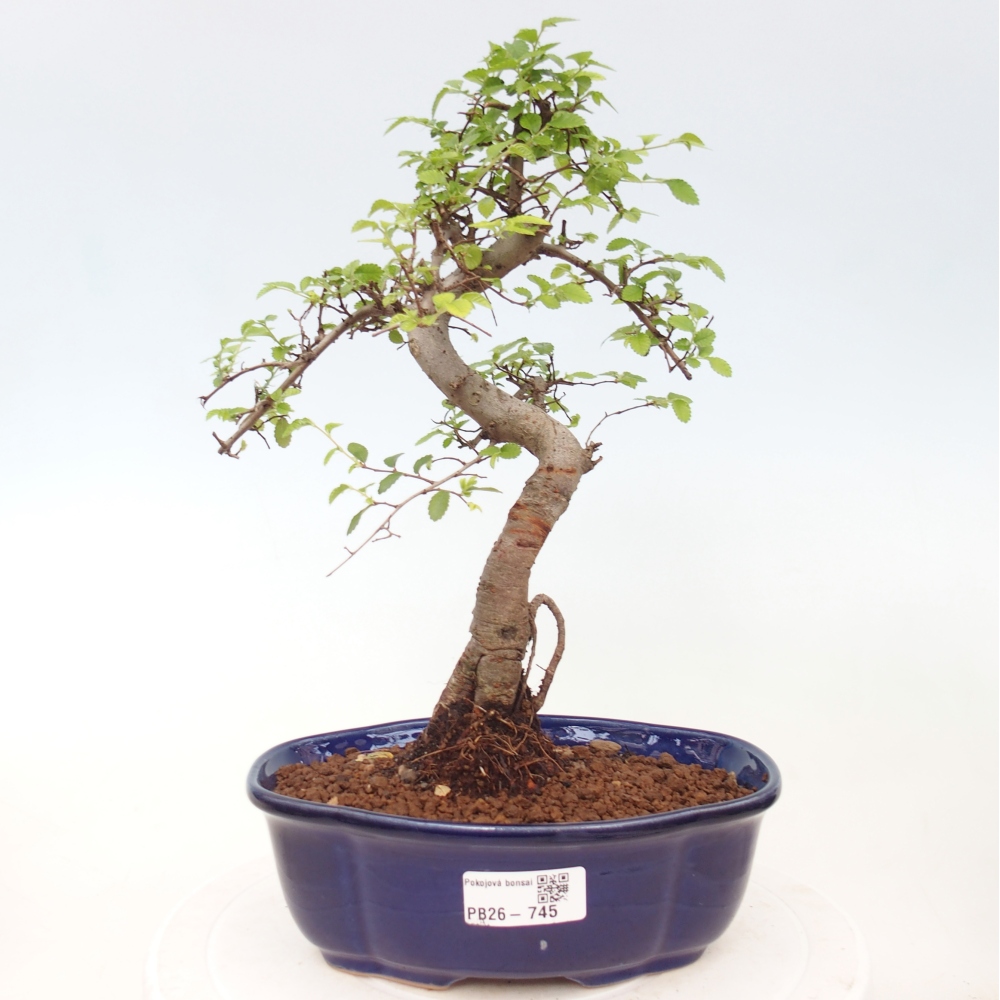 Szobai bonsai - Ulmus parvifolia - Kislevelű szilfa