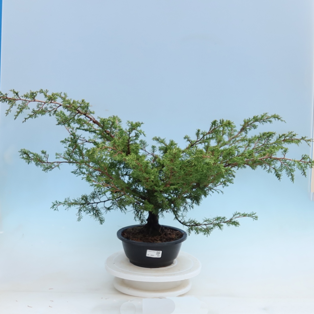 Kültéri bonsai – Juniperus chinensis Itoigawa – Kínai boróka