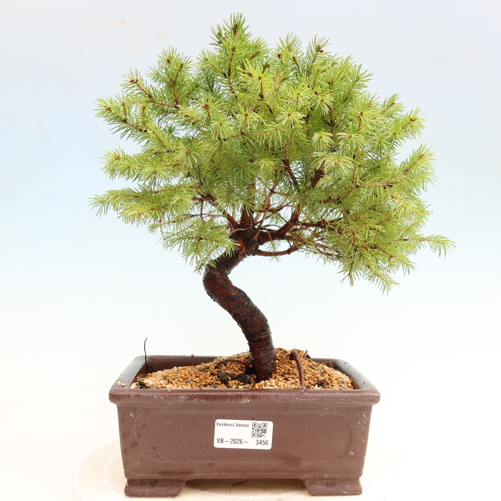 Kültéri bonsai – Szürke lucfenyő – Picea glauca globe