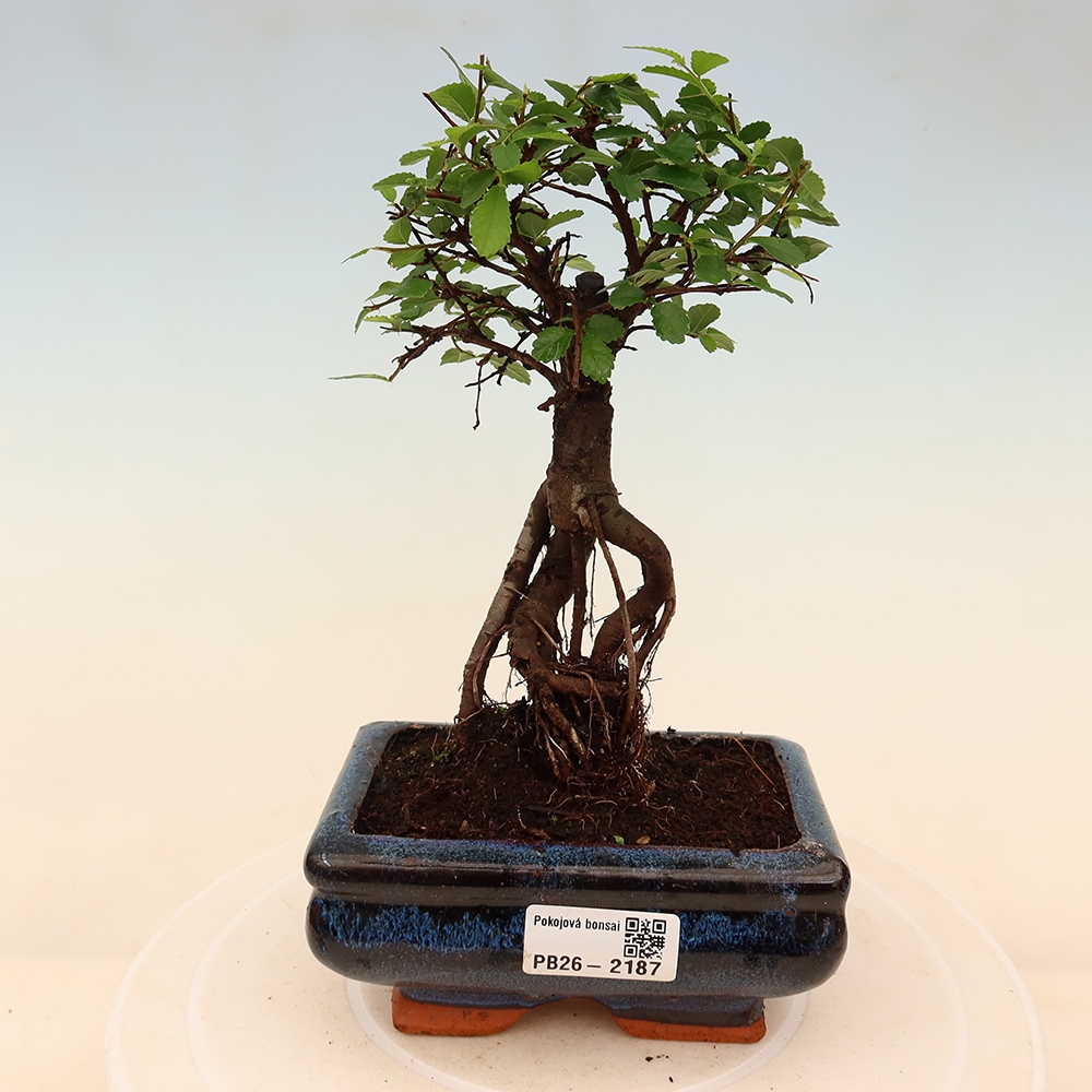 Szobai bonsai - Ulmus parvifolia - Kislevelű szilfa