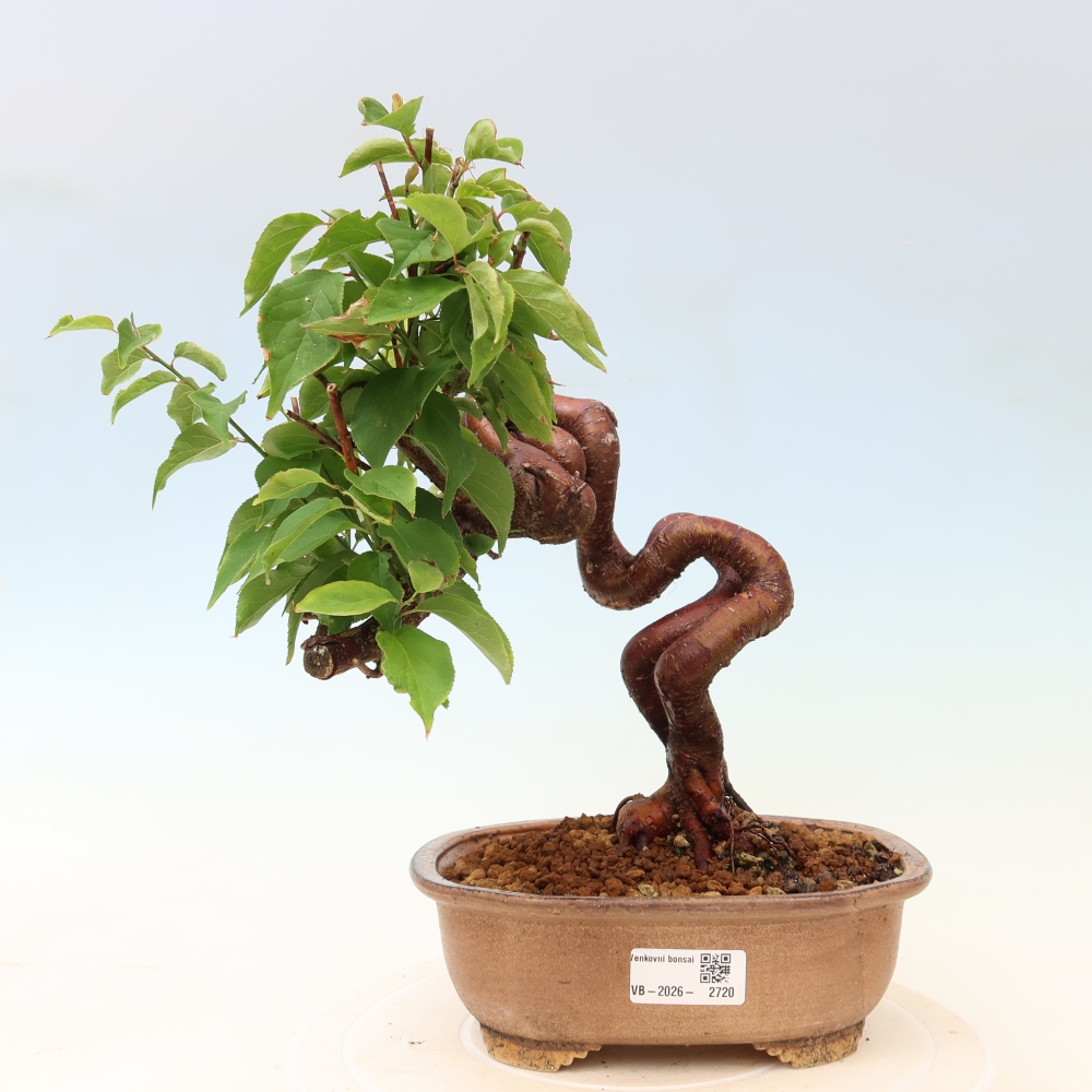 Kültéri bonsai – Japán barack – Prunus Mume