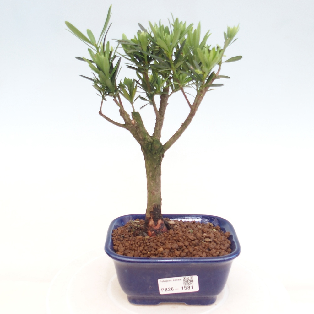 Szobai bonsai - Podocarpus - Kőtiszafa