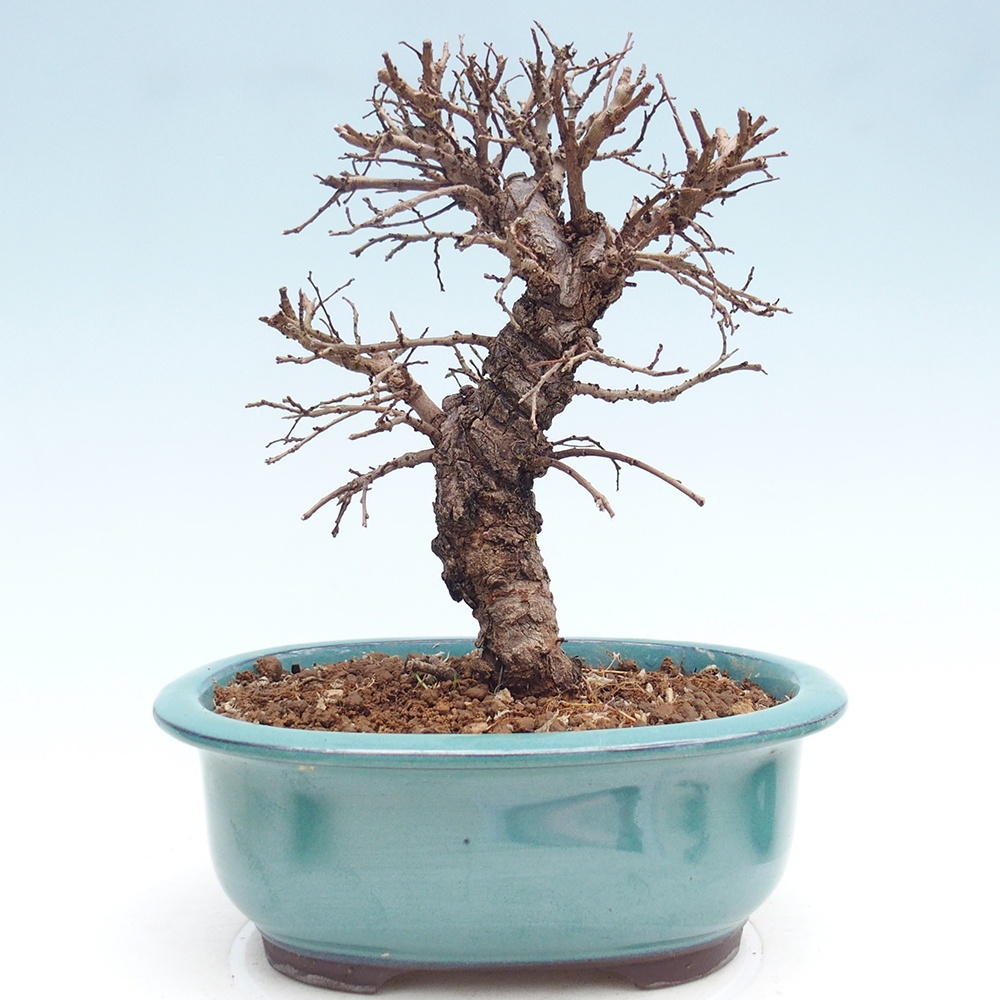 Kültéri bonsai - Zelkova - Zelkova NIRE