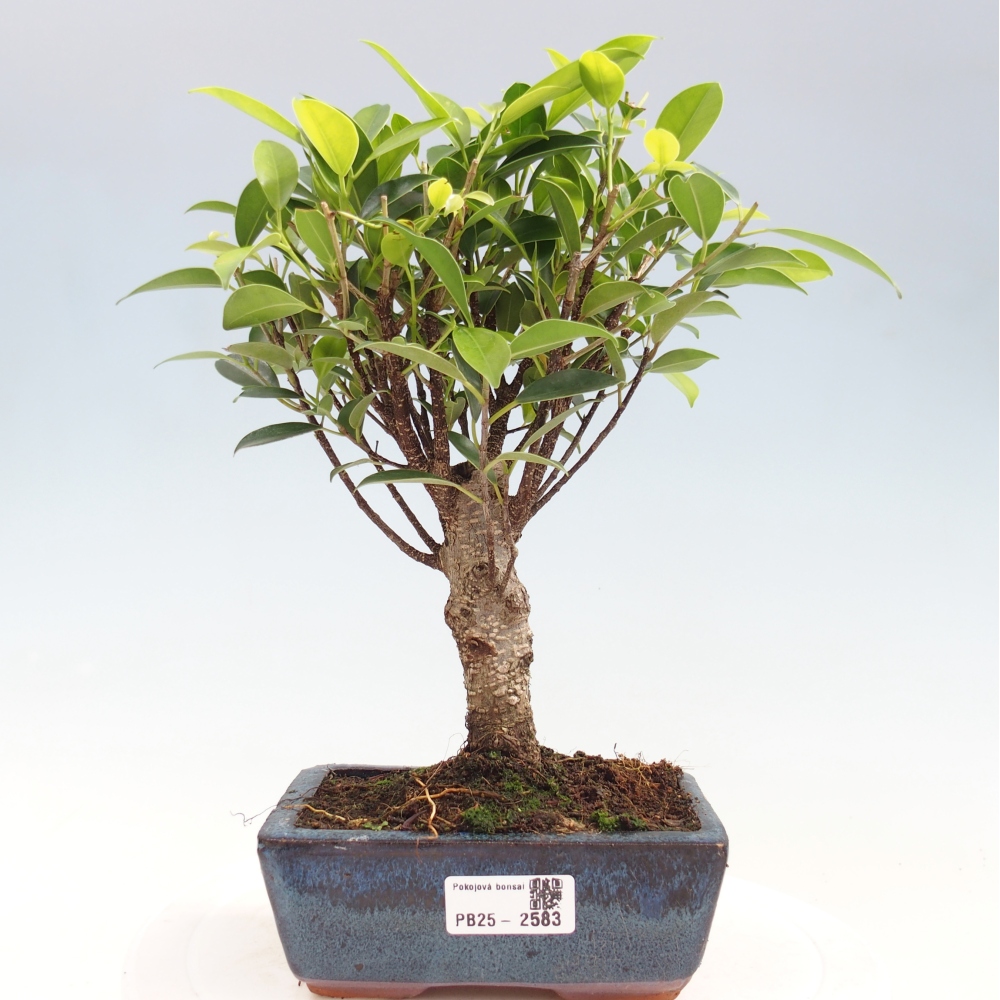 Szobai bonsai - Ficus retusa - kislevelű fikusz