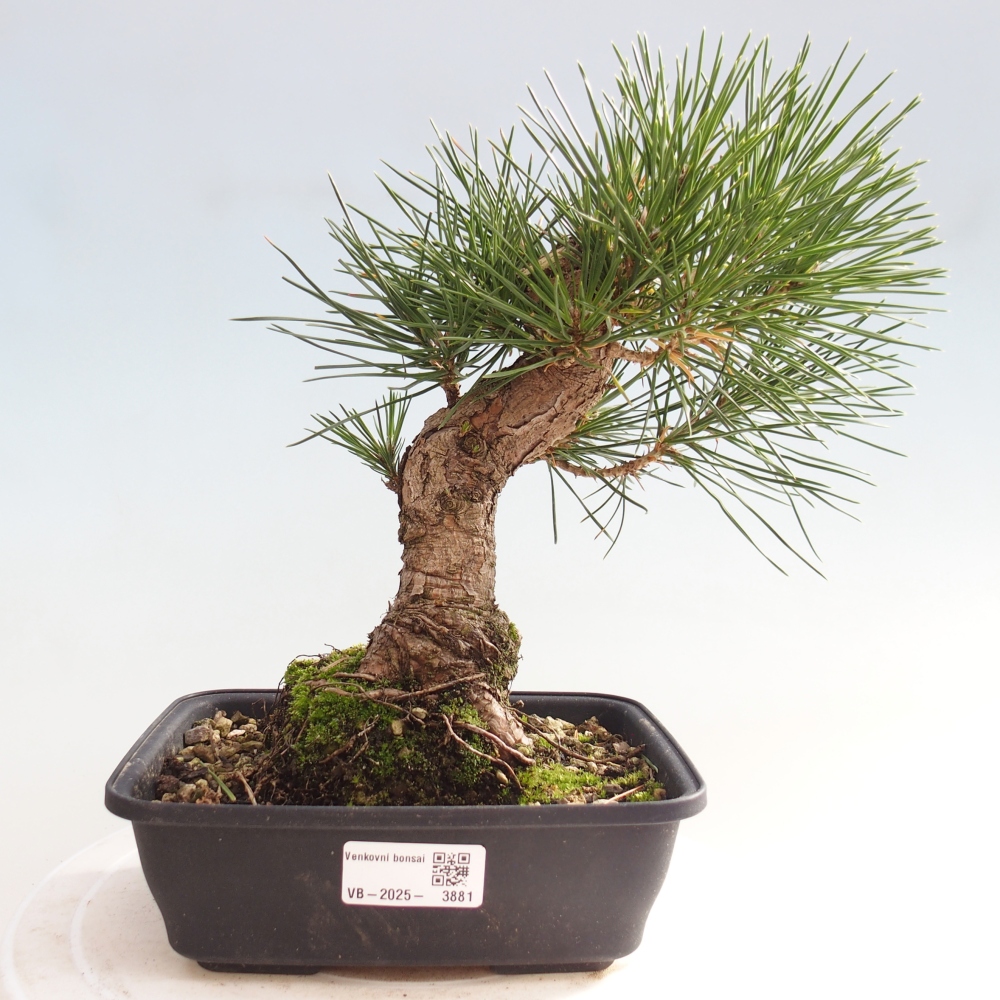 Kültéri bonsai - Pinus thunbergii - Thunberg fenyő
