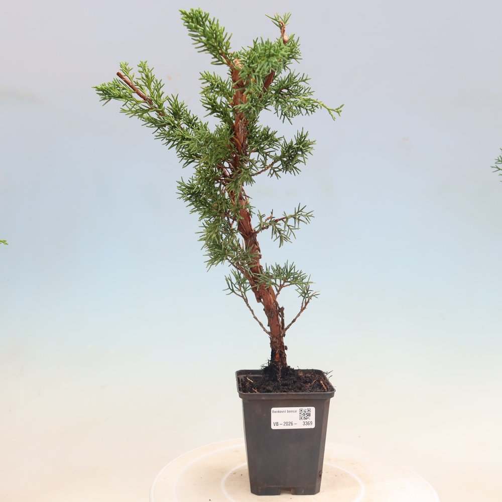 Kültéri bonsai - Juniperus chinensis Kishu
