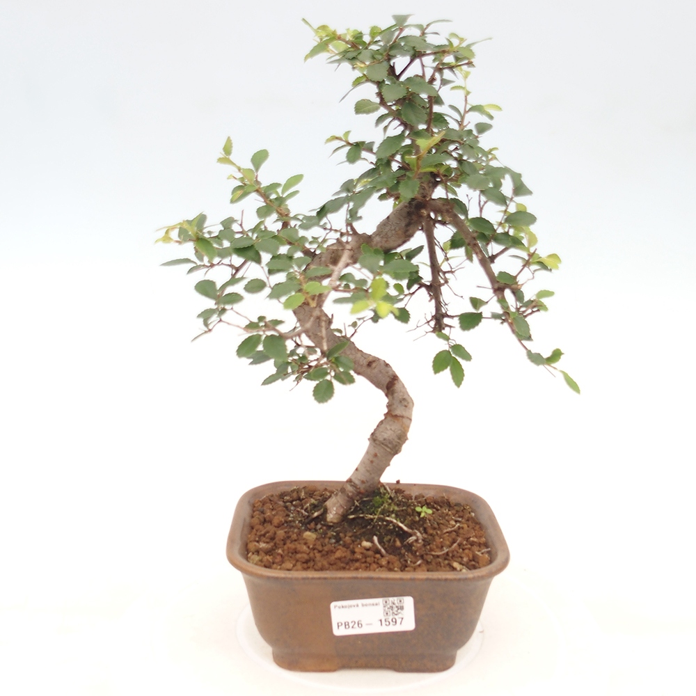 Szobai bonsai - Ulmus parvifolia - Kislevelű szilfa