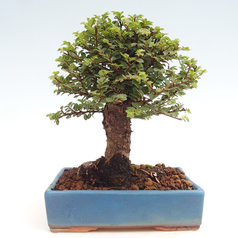 Kültéri bonsai - Ulmus parvifolia Hokkaido - Kínai szil - Ulmus parvifolia Hokkaido