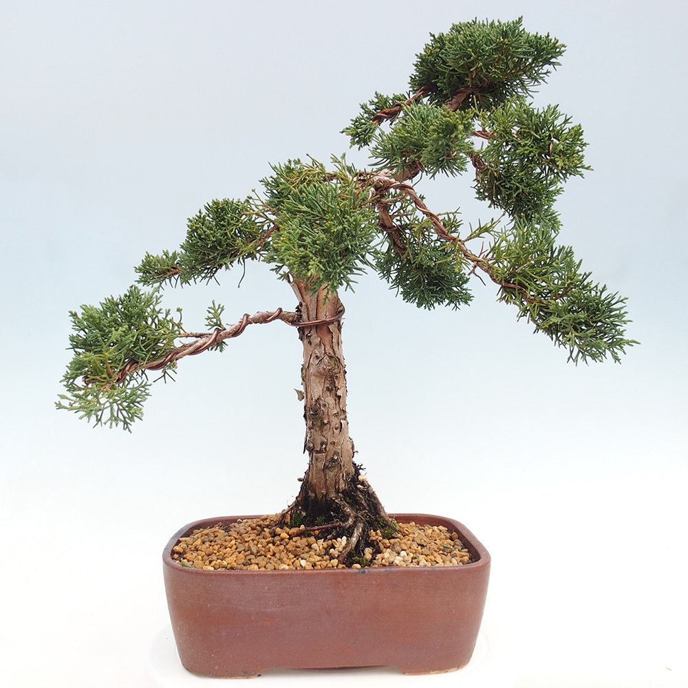 Kültéri bonsai - Juniperus chinensis Kishu