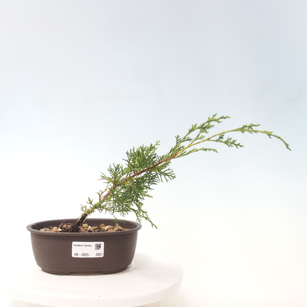 Kültéri bonsai - Juniperus chinensis Itoigawa