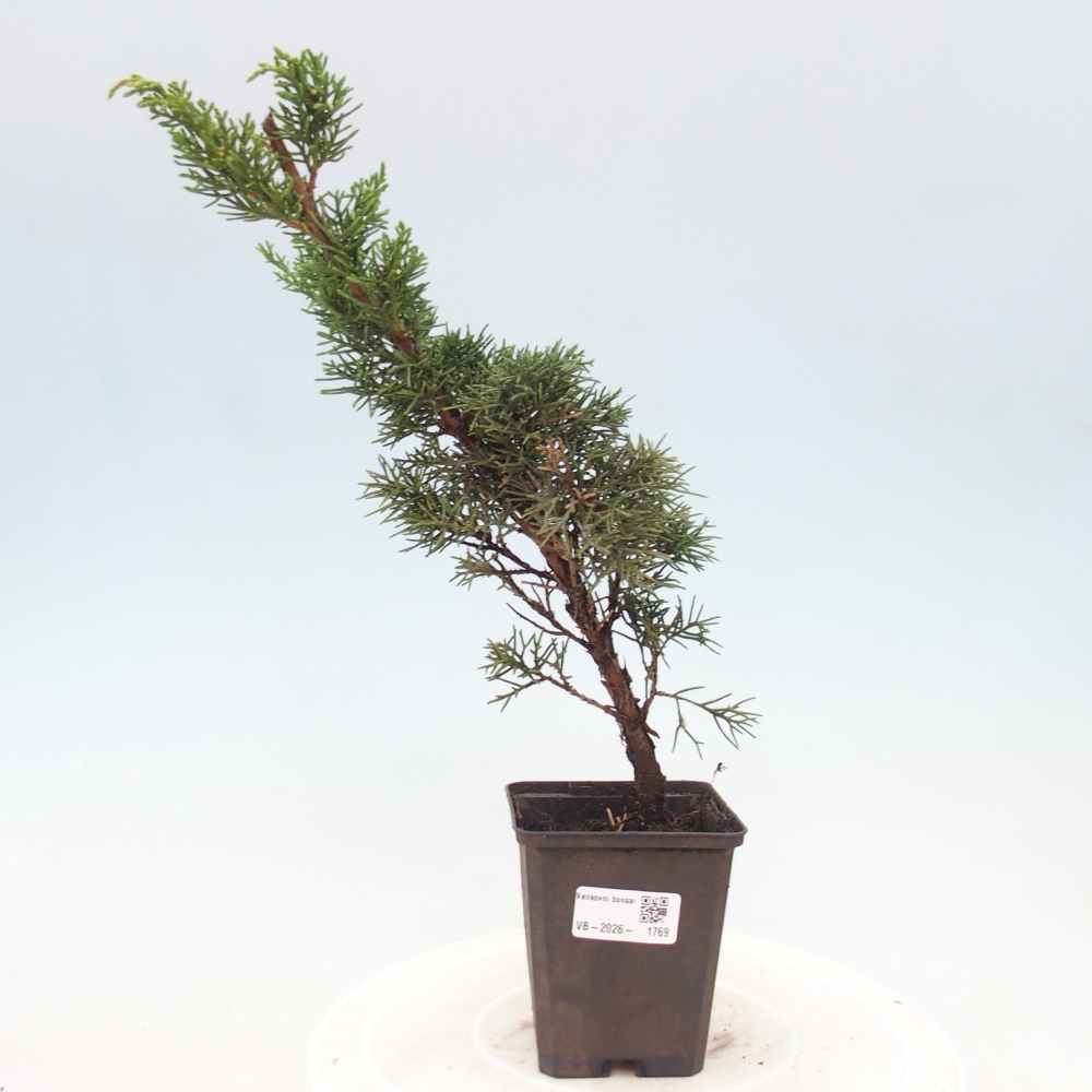 Kültéri bonsai - Juniperus chinensis Kishu