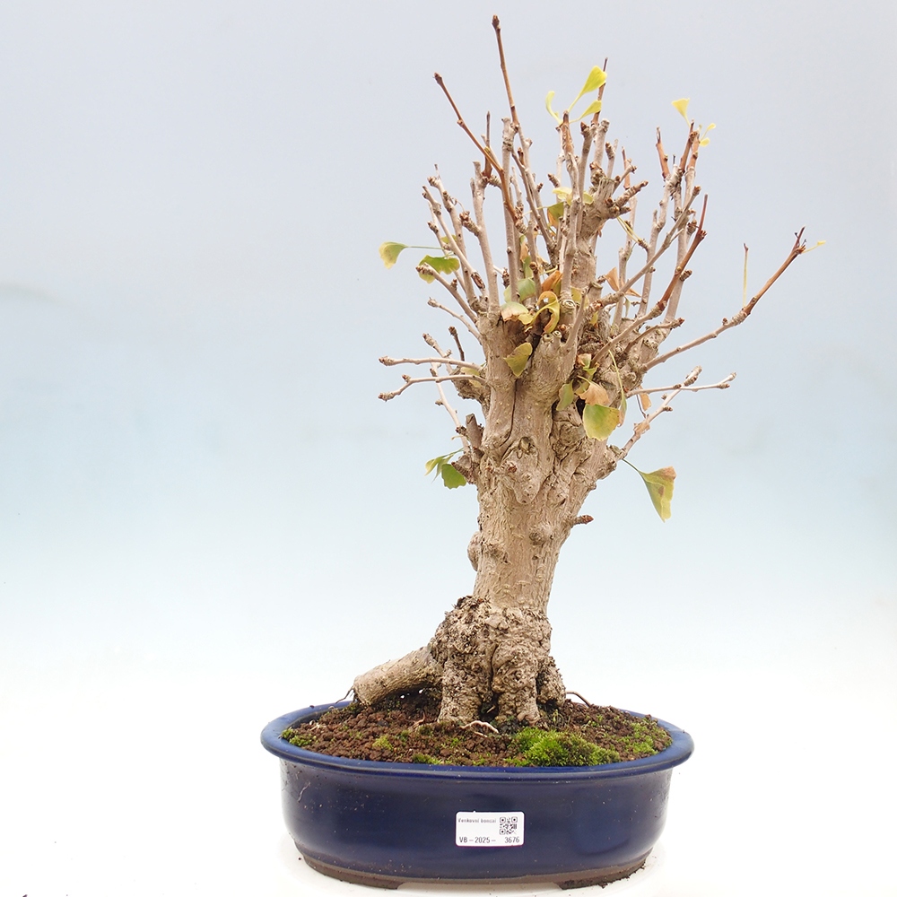 Kültéri bonsai - Ginkgo biloba - Ginkgo biloba