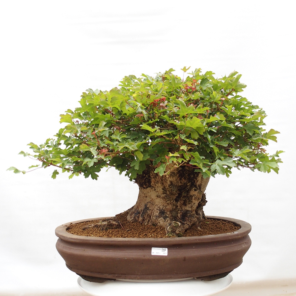 Kültéri bonsai - Acer Campestre - Maple babyka