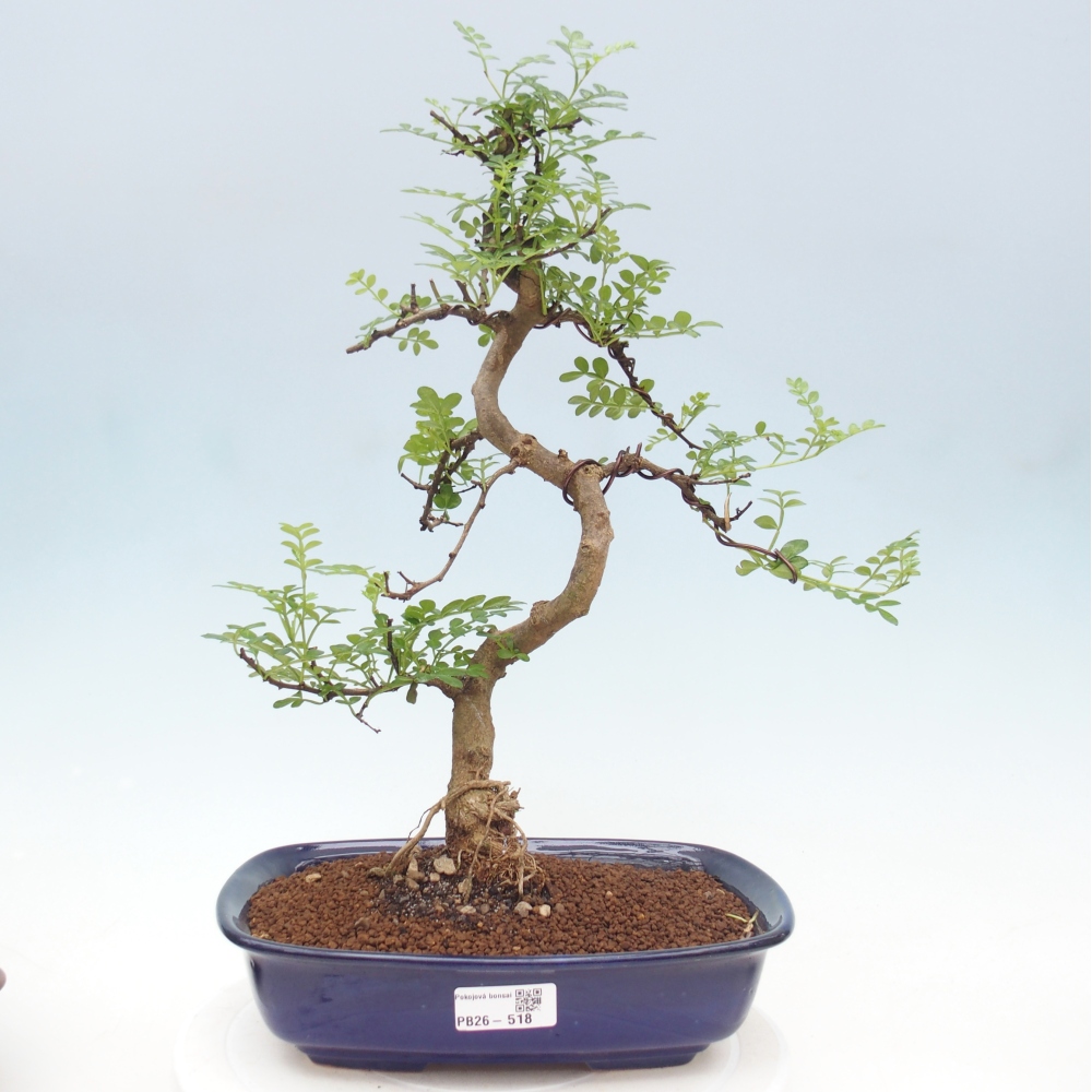 Szobai bonsai - Zantoxylum piperitum - borsfa