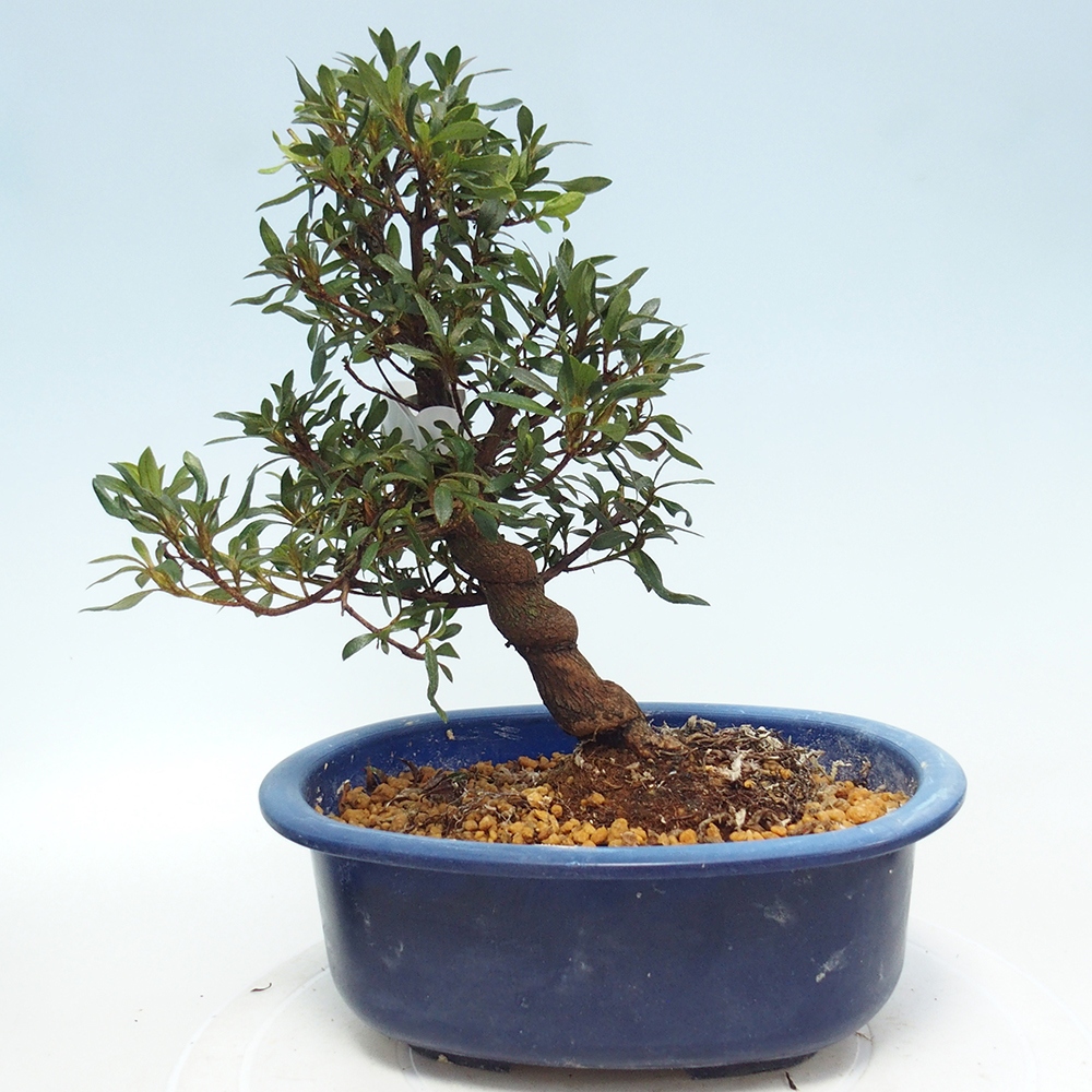 Kültéri bonsai - japán azálea - Azálea CHIHIRO