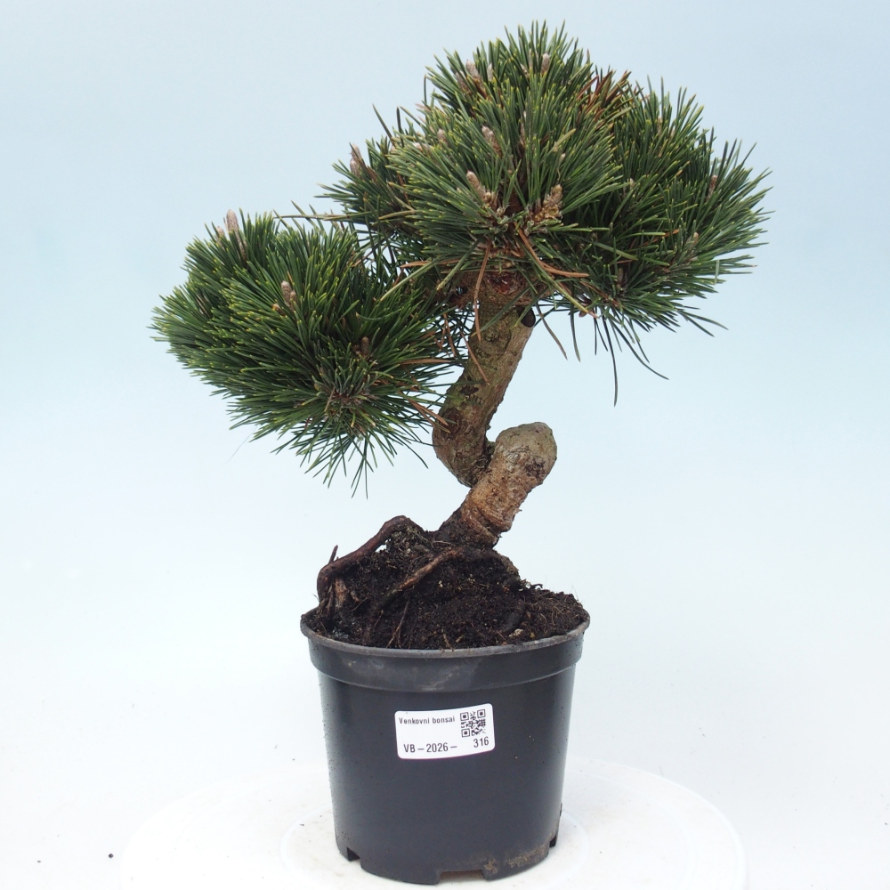 Kültéri bonsai - Pinus thunbergii senjyumaru - Thunberg fenyő